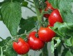 7 рецептов, как можно заморозить помидоры на зиму